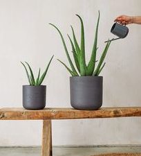 Office indoor plants DIY tips